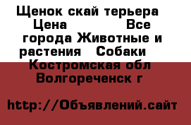 Щенок скай терьера › Цена ­ 20 000 - Все города Животные и растения » Собаки   . Костромская обл.,Волгореченск г.